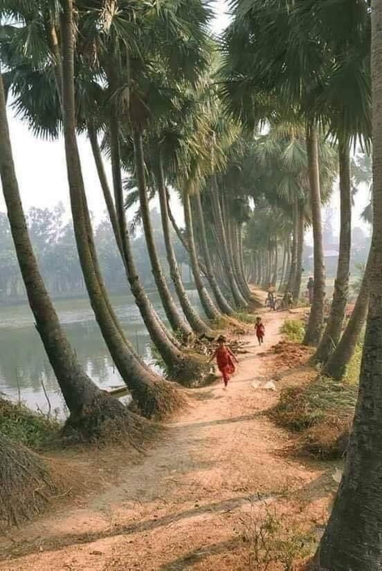 Palm-lined village path in Upper Egypt, reflecting the peaceful rural communities where the tradition of the Al-’Umda continues to promote reconciliation and social harmony.